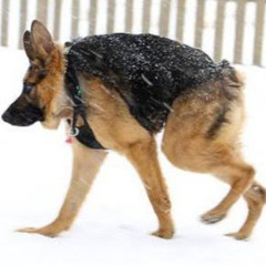 Stream Собака Сутулая music | Listen to songs, albums, playlists for free on SoundCloud