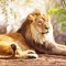 Umesh B