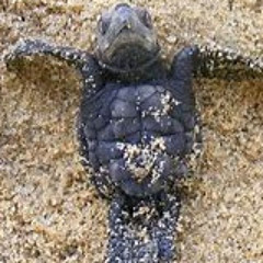 Turtle Tony