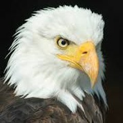 White Eagle