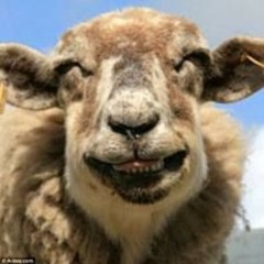 Sheepondrugz