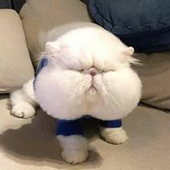 Hiếu