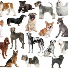 smalldogbigworld