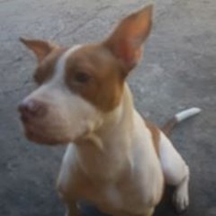 cesar