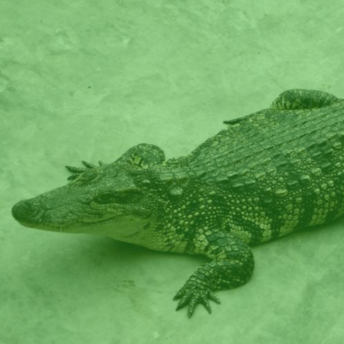 Alligator Preserves Podcast