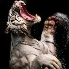 Роман Зачеса