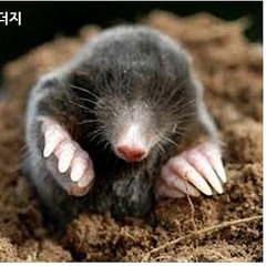MOLE