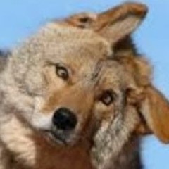 spontaneous coyote