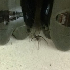 Soda Spider