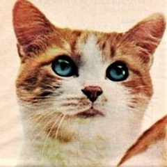 100 Cats Per Beat