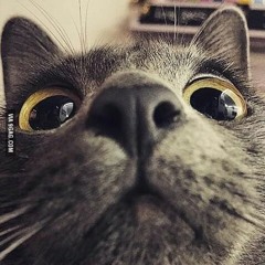 strangekidcat