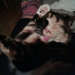 Samcat