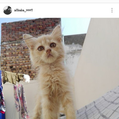 sohail ali shah