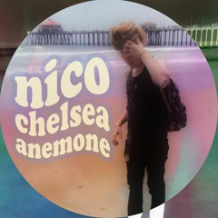 Nico Chelsea Anemone