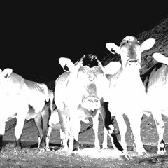 Black Cattle In the Dark