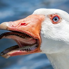 Goose