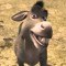 DONKEY_DUBS