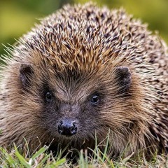 HedgeHog