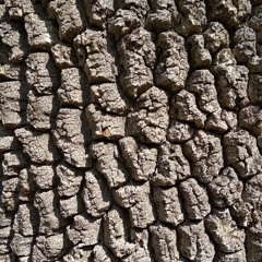 Янис Ставропольцев