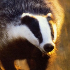 Midnight the Badger