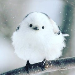 首切りバニー S Stream 首切りバニー S Stream