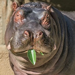 phatfuk