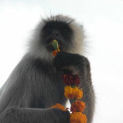 Canisius Conservation Conversations