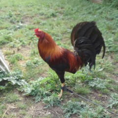 hombre de gallos 21