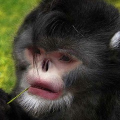 Fjeldabe productions