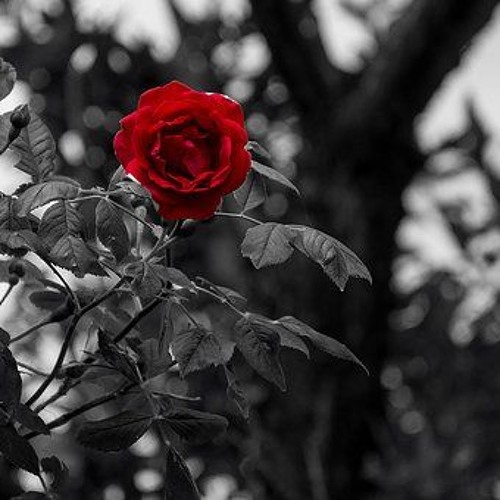 Blvck Rosee- After The Bag (Produced: Buddy "R.A.W Watson"