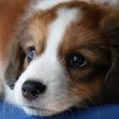 Perseus de hond