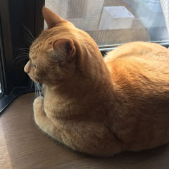 茶色