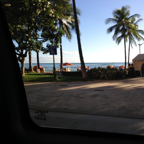 Palm Trees
