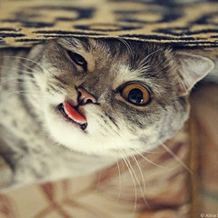 KittyAnna