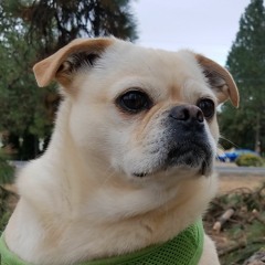 Jakester