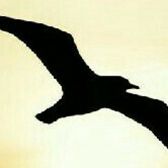 selmi hassen