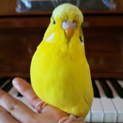 Nattile