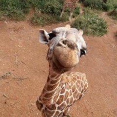 Jennie Jing Xin Xin Xin