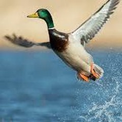 duck and deer hunter