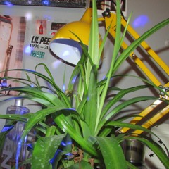 Groc_01