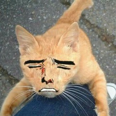 KombCat