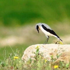 Sunbul M