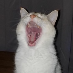 Isbjørn