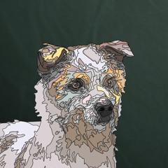 🌲Splendiferous Coniferous🌲