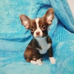 Валерия Чеверда