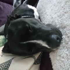 Hidde