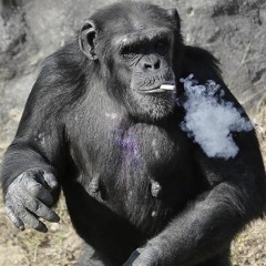 Chimpanzoo Drum & Bass