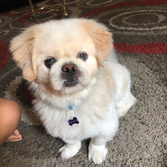 The Challenging Sisters