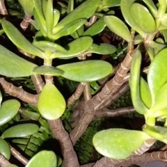 pipermint