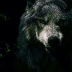 Mr Frodi